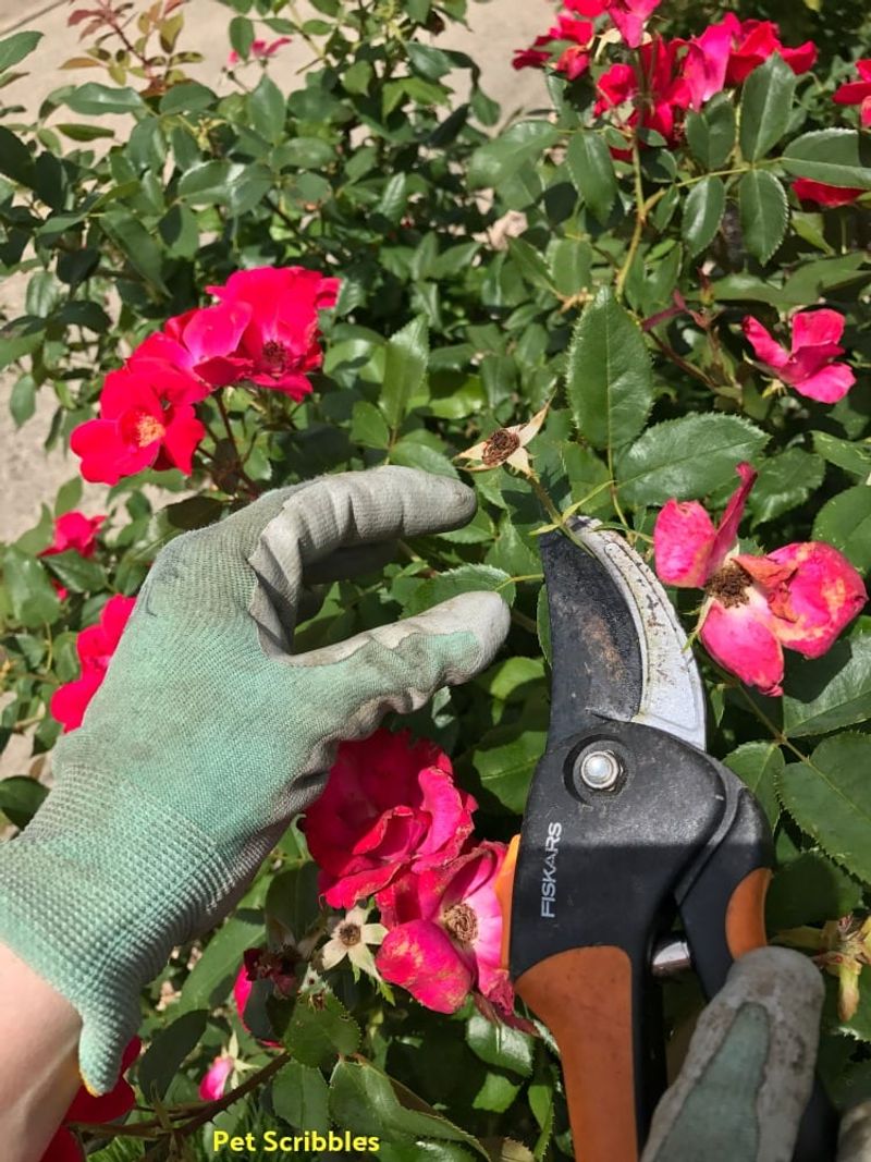 Deadhead Lightly Through Late Summer