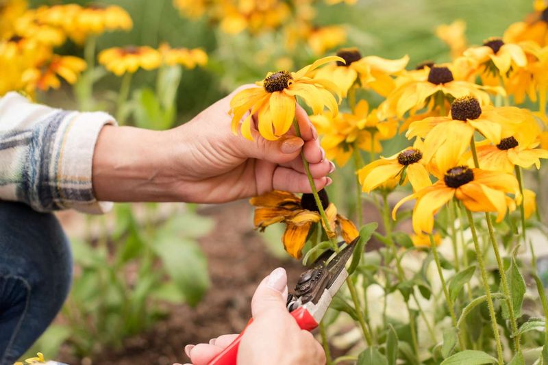 Deadheading Can Create More Late-Season Blooming Opportunities