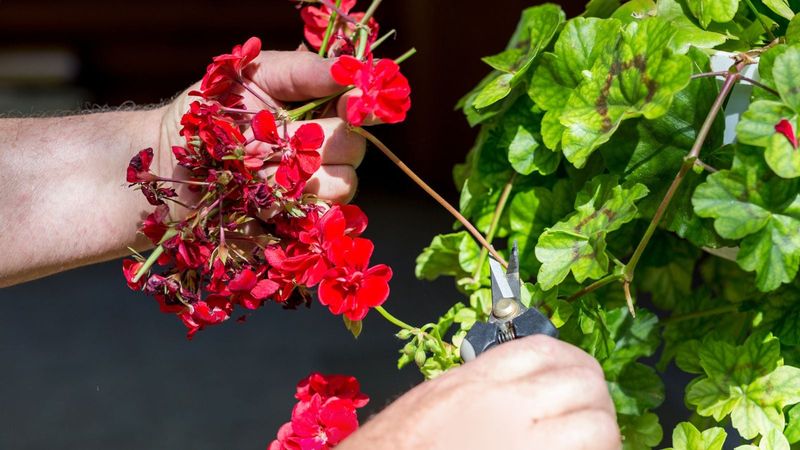 Deadheading Can Encourage Repeat Blooms