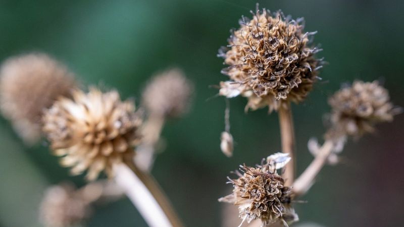 Deadheading Every Late-Season Bloomer
