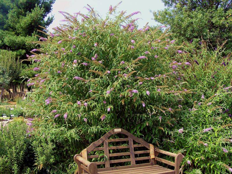 Deadheading removes flowers; structural pruning renews the shrub Deadheading removes flowers; structural pruning renews the shrub