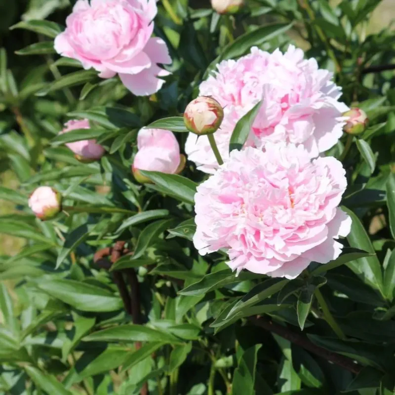 Deadheading supports maintenance, not guaranteed better blooms