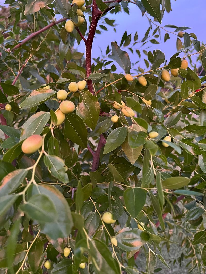 Decide whether the harvest fits your yard