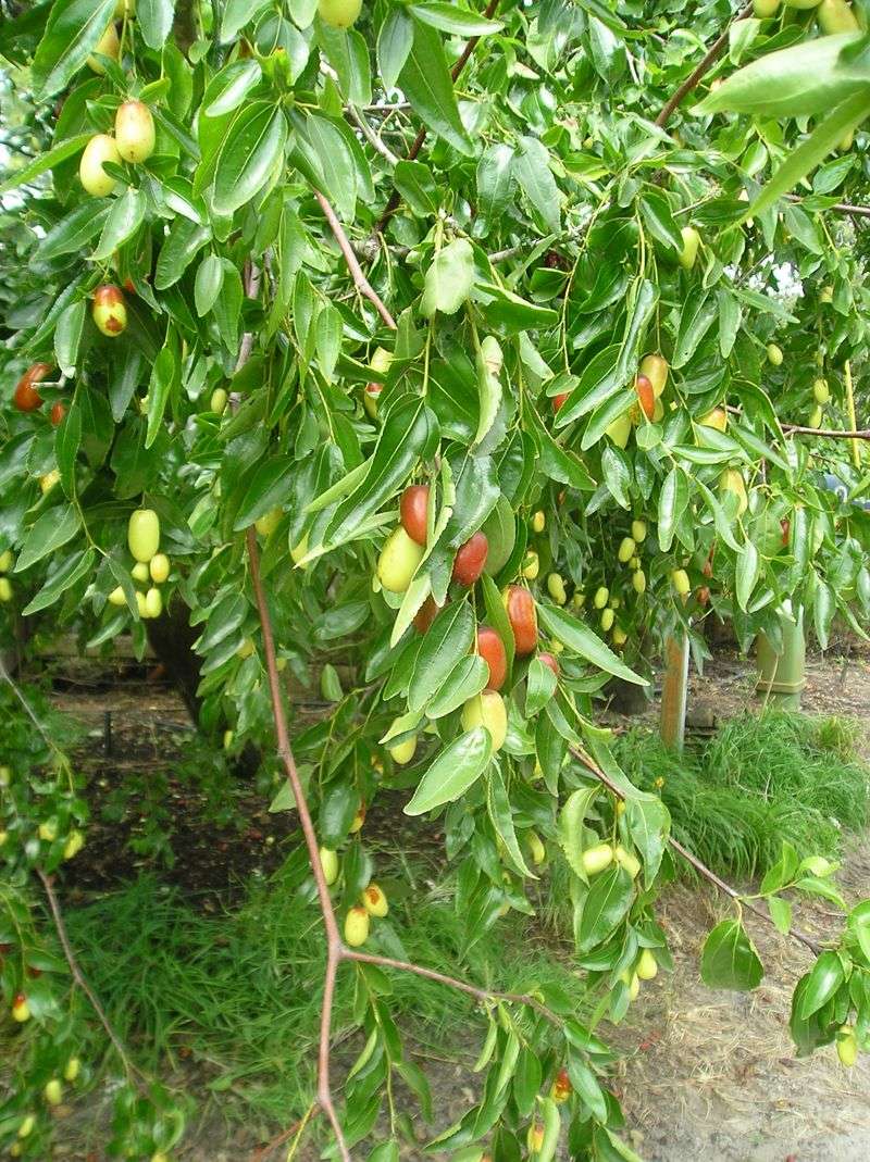 Decide whether the tree belongs in your yard
