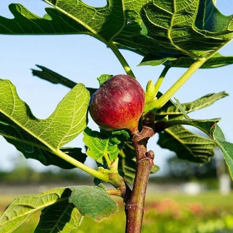 Decide whether this long-season fig fits your yard