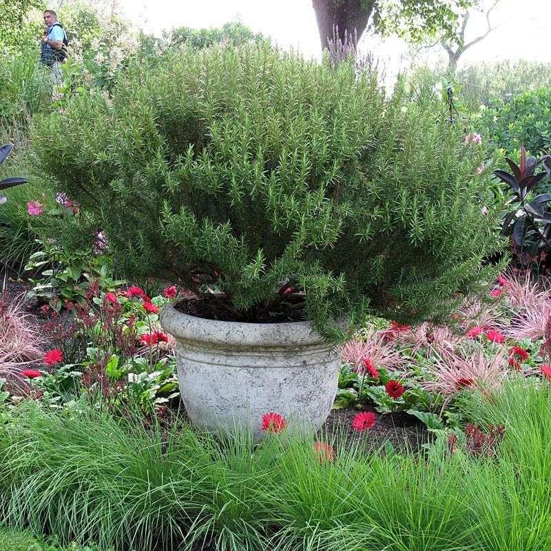 Decide whether this rosemary needs indoor protection