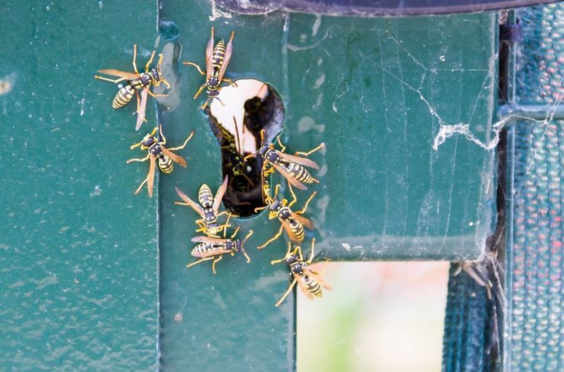 Decide whether to leave the colony alone or arrange control