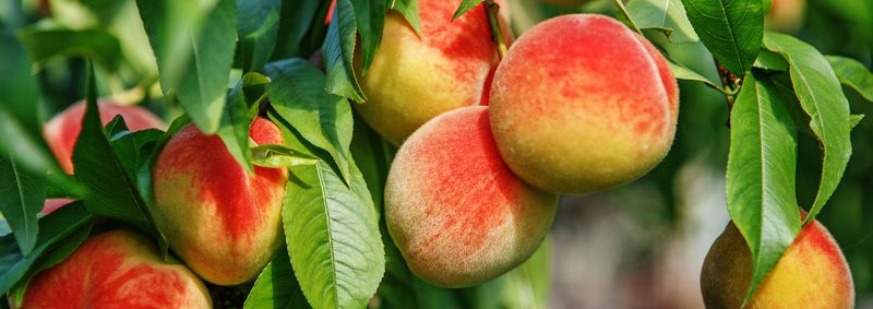 Deciduous Fruit Trees (Apple, Peach, Plum)