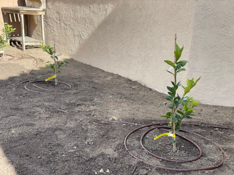 Deep, even watering beats both drought and saturation