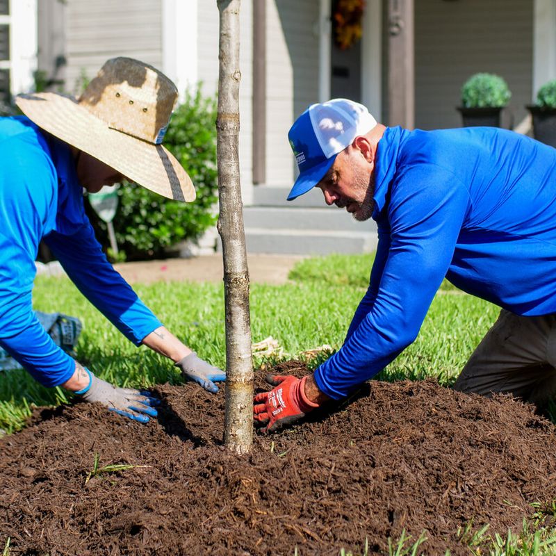 Deep watering protects the tree during establishment