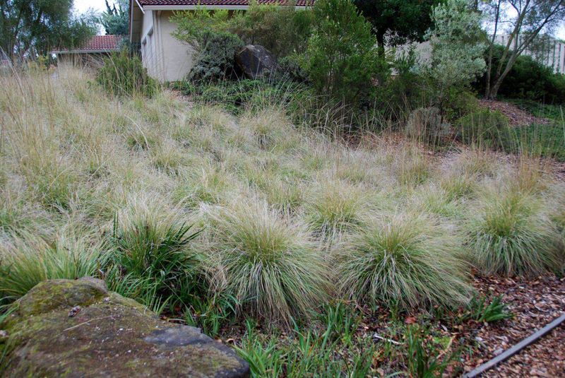 Deer Grass