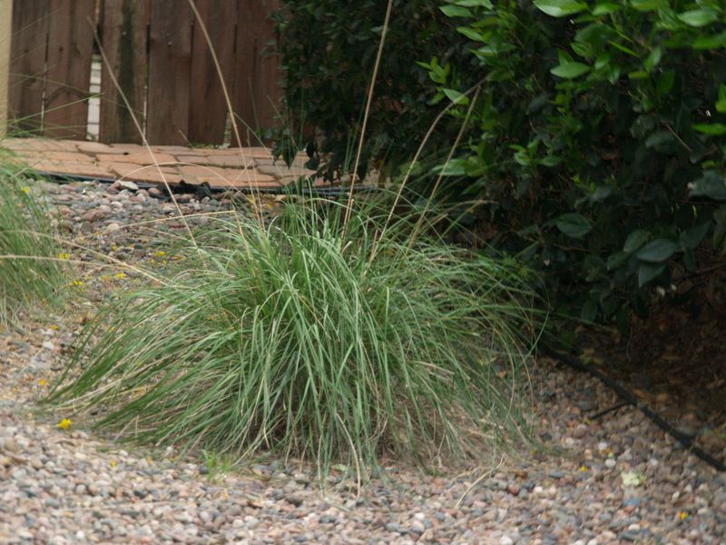 Deer Grass Kept Away From the House