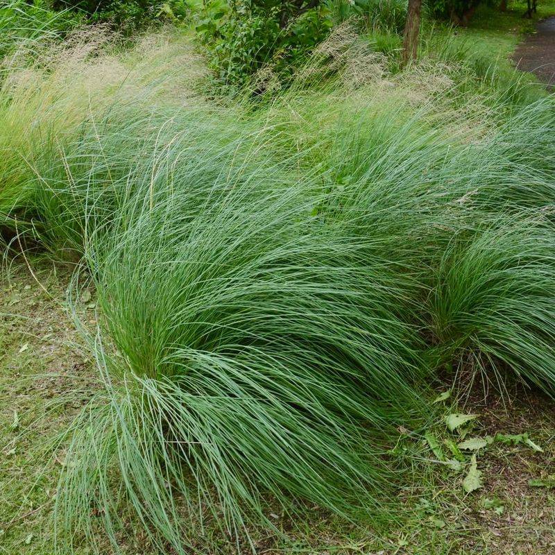 Deer Grass (Muhlenbergia rigens)