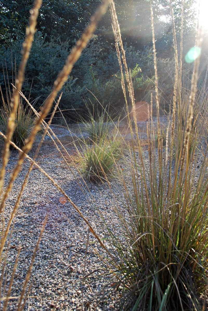 Deer Grass Deer Grass