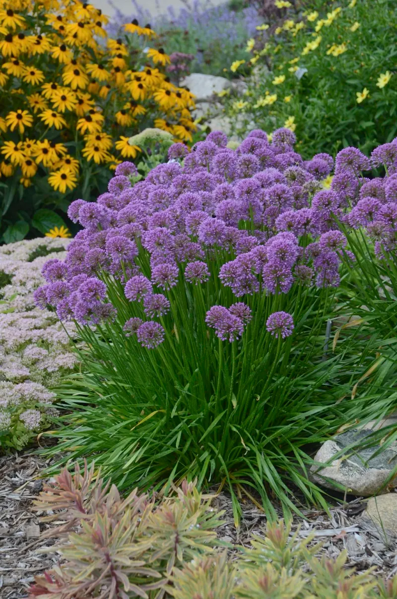 “Deer-resistant” plants lower the odds; they do not end the problem