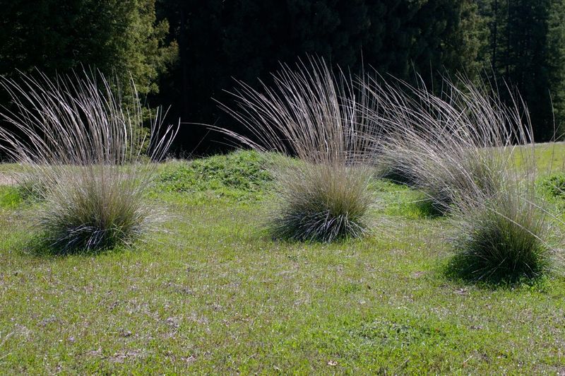 Deergrass (Muhlenbergia rigens)