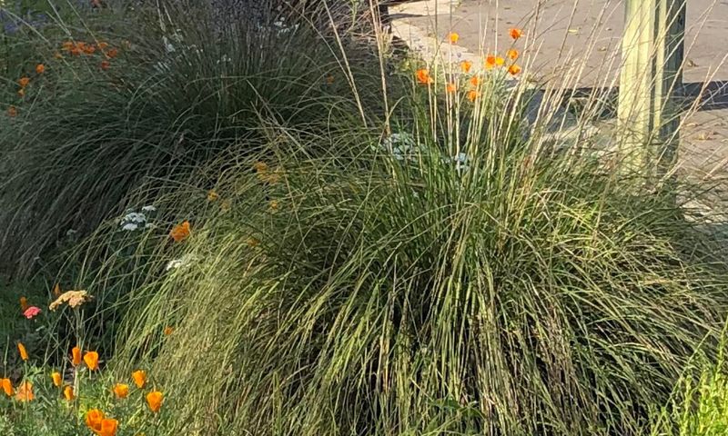 Deergrass (Muhlenbergia rigens)