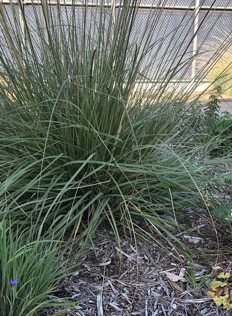 Deergrass offers the structure behind the idea