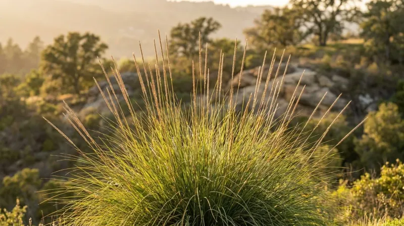 Deergrass