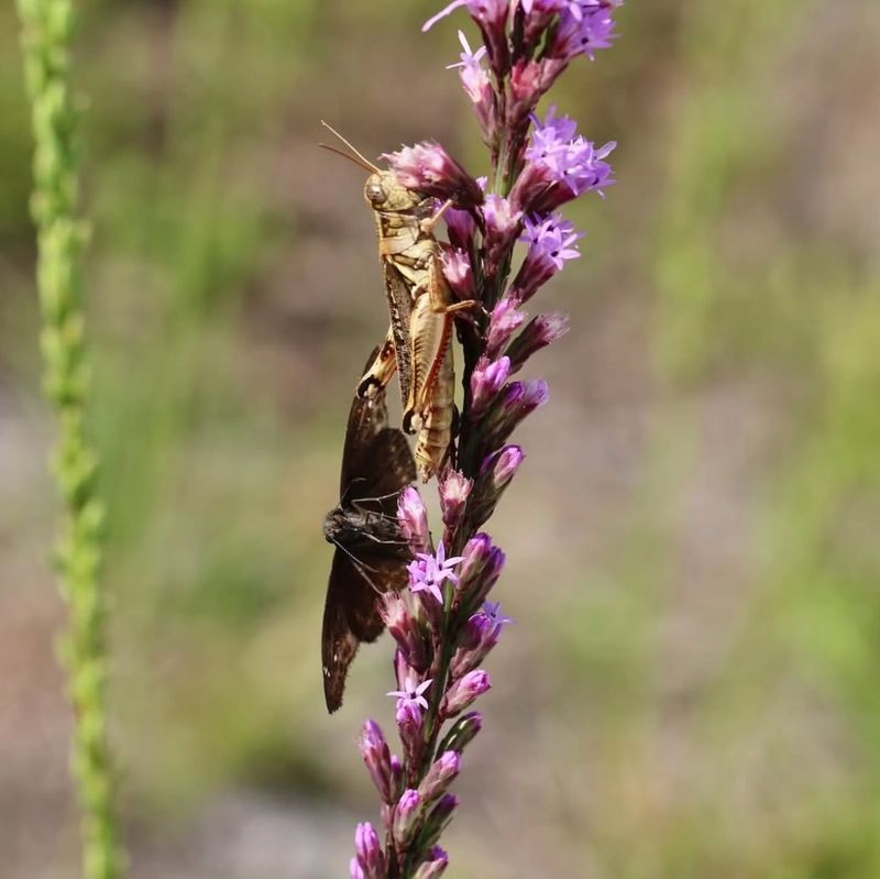 Dense Blazing Star
