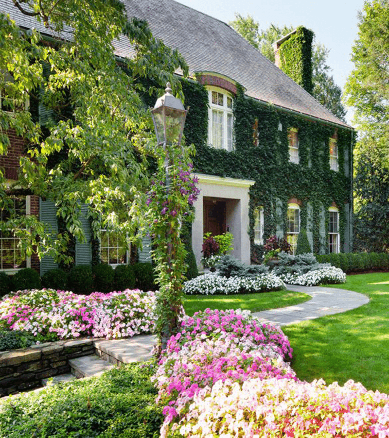 Dense Ivy and Overgrown Ground Cover Along Walls