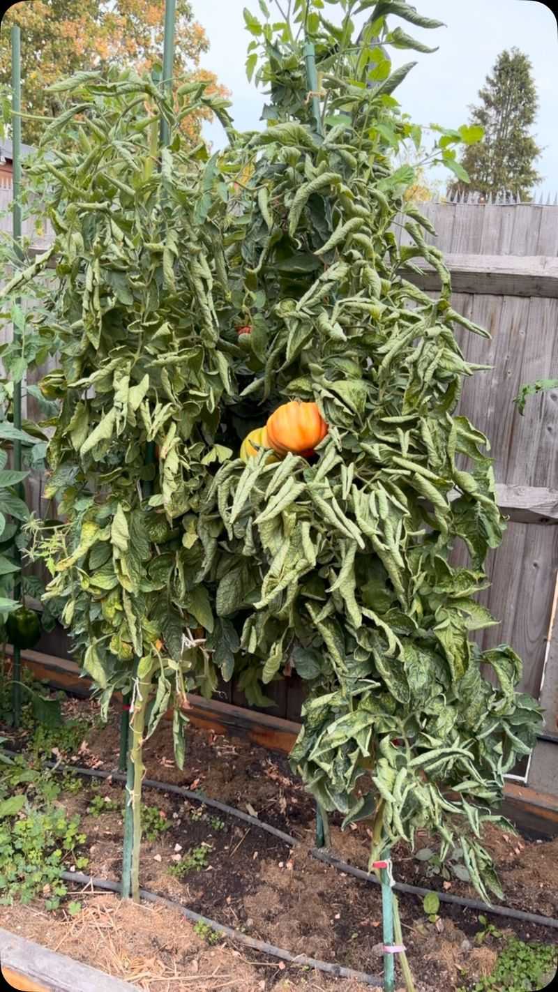 Dense growth can slow leaf drying Dense growth can slow leaf drying