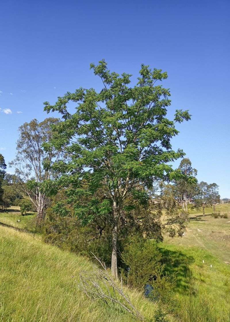 Dense thickets change the creekside plant community