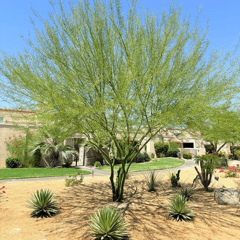 Desert Museum Palo Verde