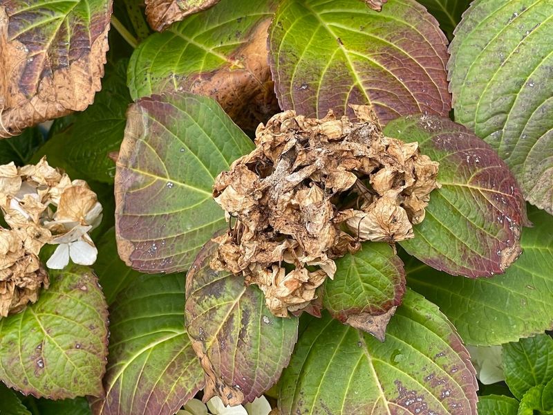 Diagnose a flowerless hydrangea without blaming winter alone