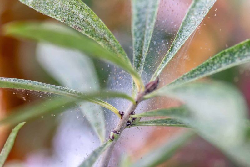 Diagnose pests and winter decline separately