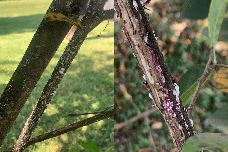 Diagnose poor flowering before pruning harder Diagnose poor flowering before pruning harder