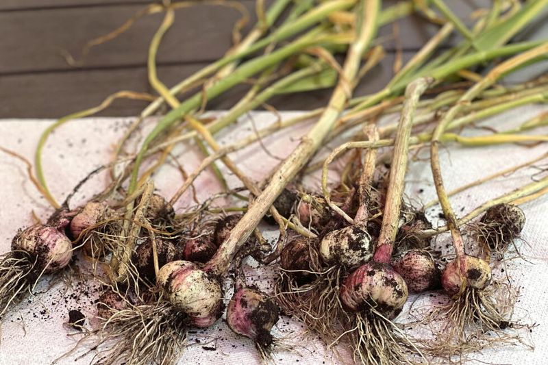 Diagnose small bulbs before blaming the cloves