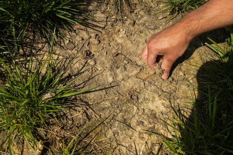 Diagnose the bare spot before planting Diagnose the bare spot before planting