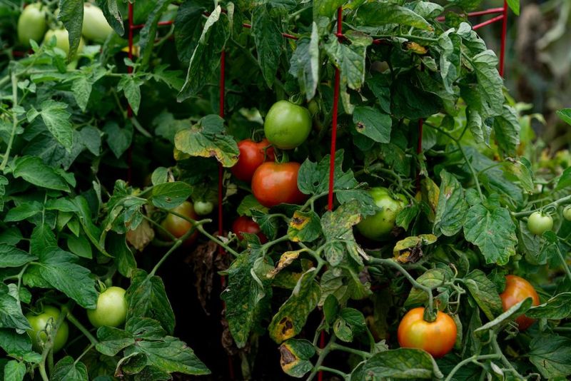 Diagnose the plant before adding any nutrient Diagnose the plant before adding any nutrient