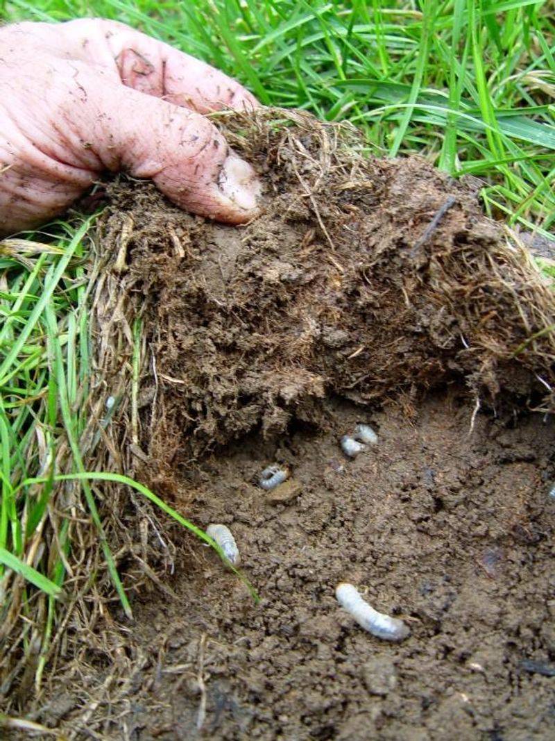 Dig before you decide to treat