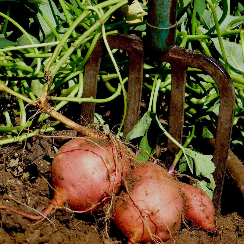 Dig carefully and cure the storage roots