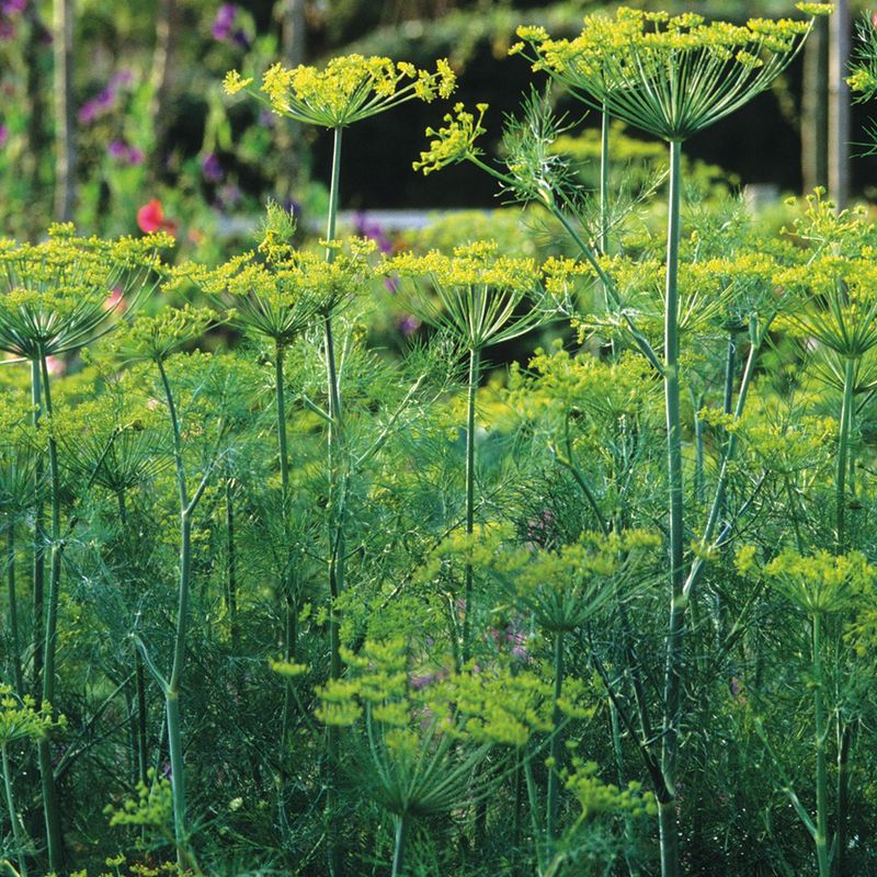 Dill (Mature) Dill (Mature)