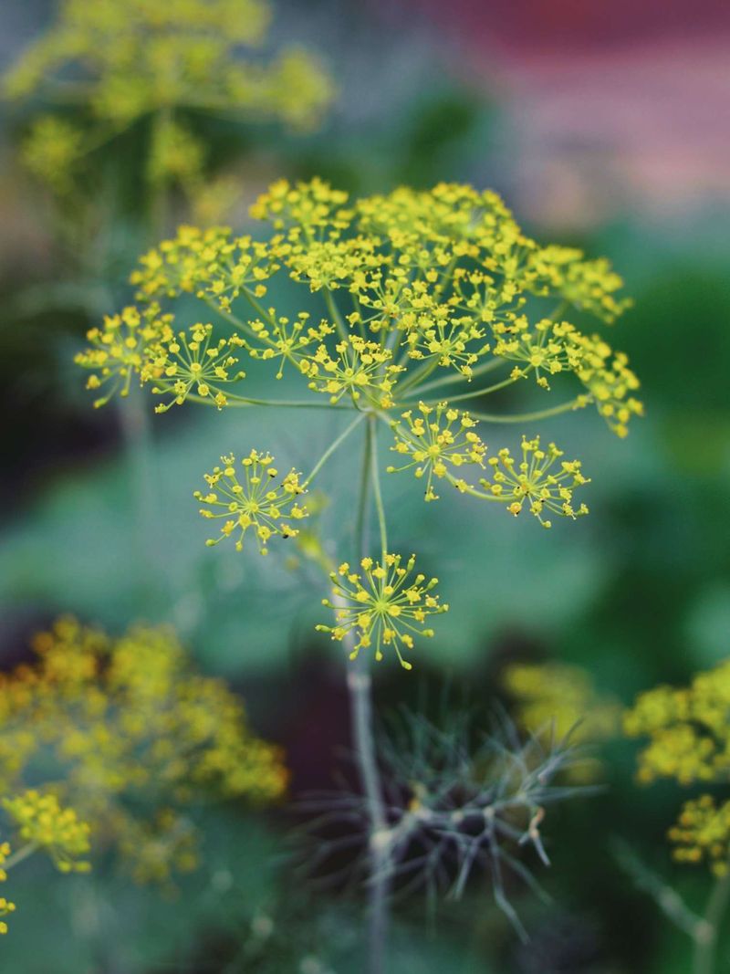 Dill (Mature)