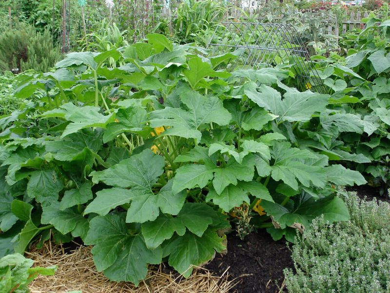 Direct-sow fast varieties while the window is open