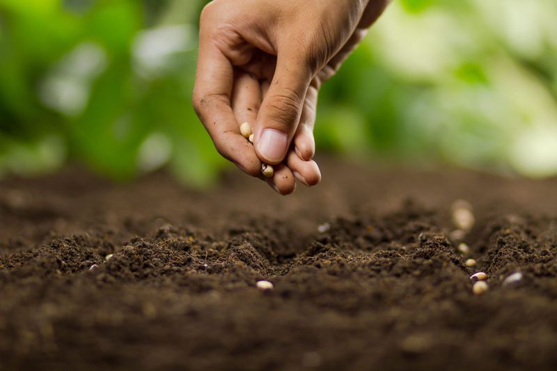 Direct-sow the seeds instead of relying on transplants