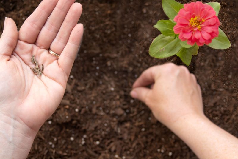 Direct sowing can still work when the soil is warm