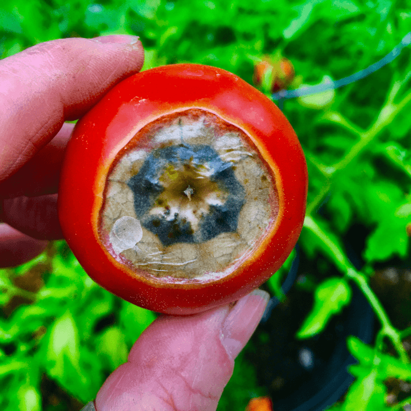 Discard moldy, slimy, rotten, or diseased fruit