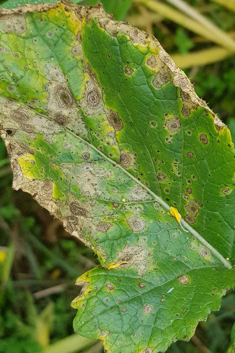 Disease usually adds lesions or other warning signs Disease usually adds lesions or other warning signs