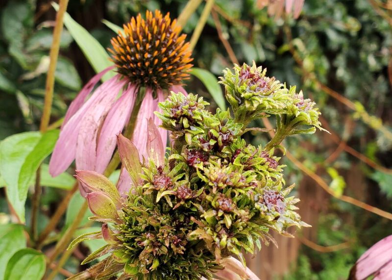 Distorted flowers call for diagnosis, not routine deadheading