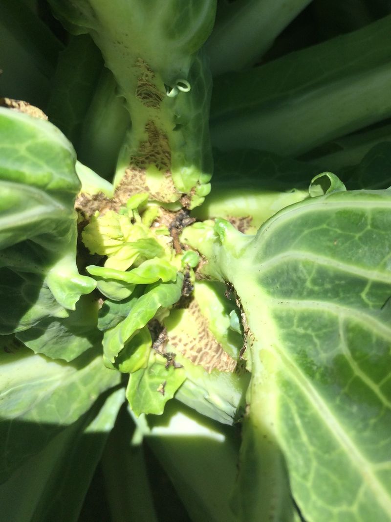 Distorted growth may point to swede midge