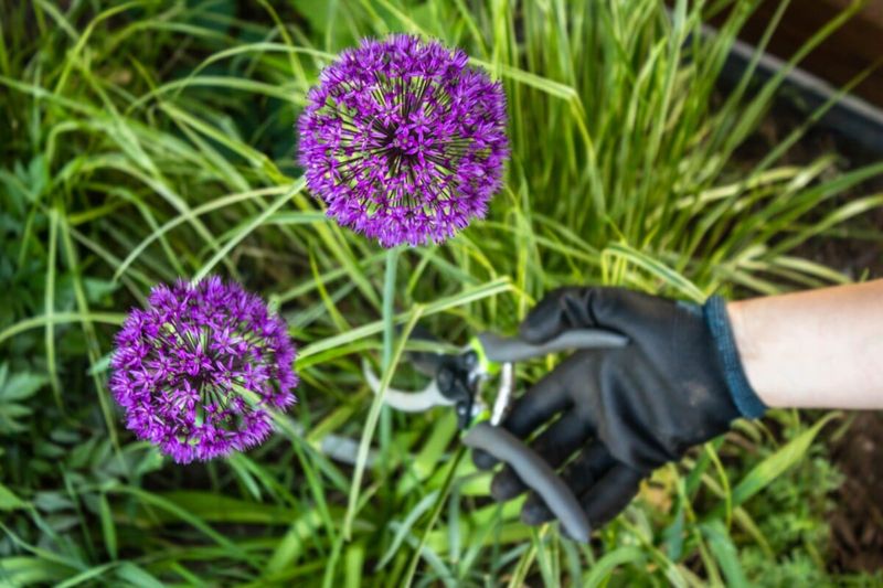 Divide a crowded clump or replant its offsets Divide a crowded clump or replant its offsets