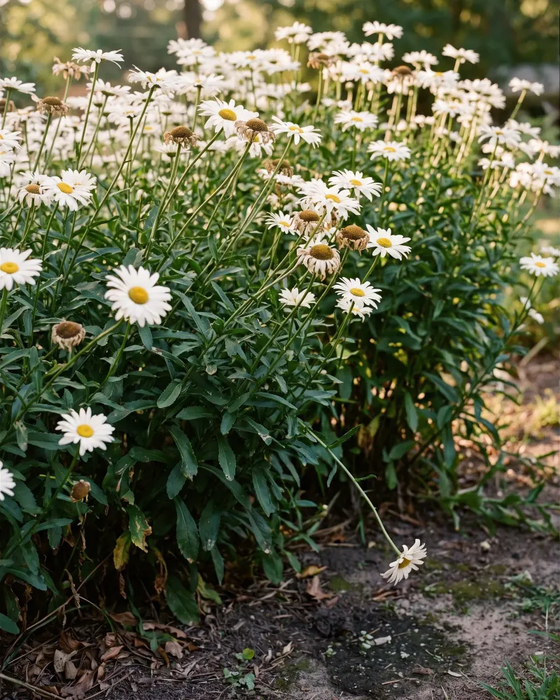Division may renew a clump from its vigorous outer growth Division may renew a clump from its vigorous outer growth
