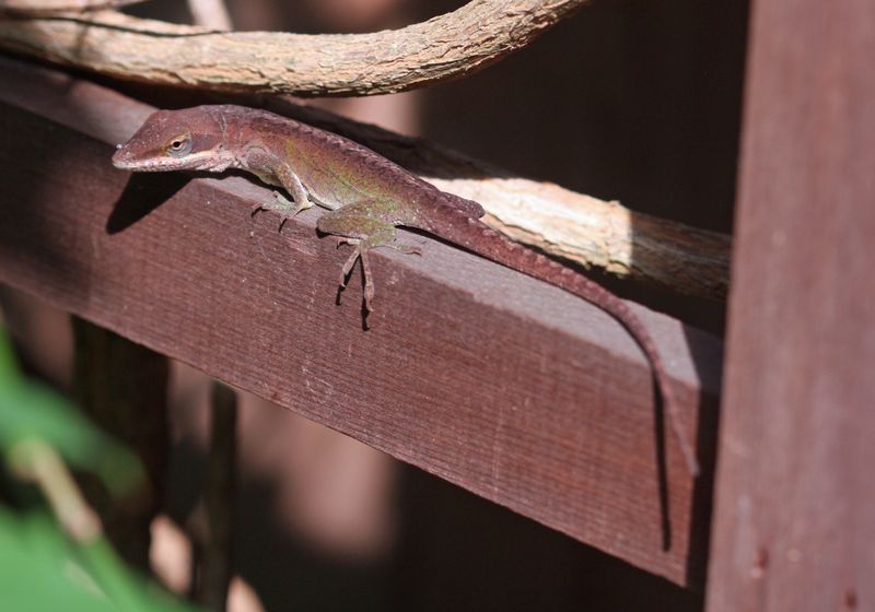Do Not Assume a Brown Anole Took Over Do Not Assume a Brown Anole Took Over