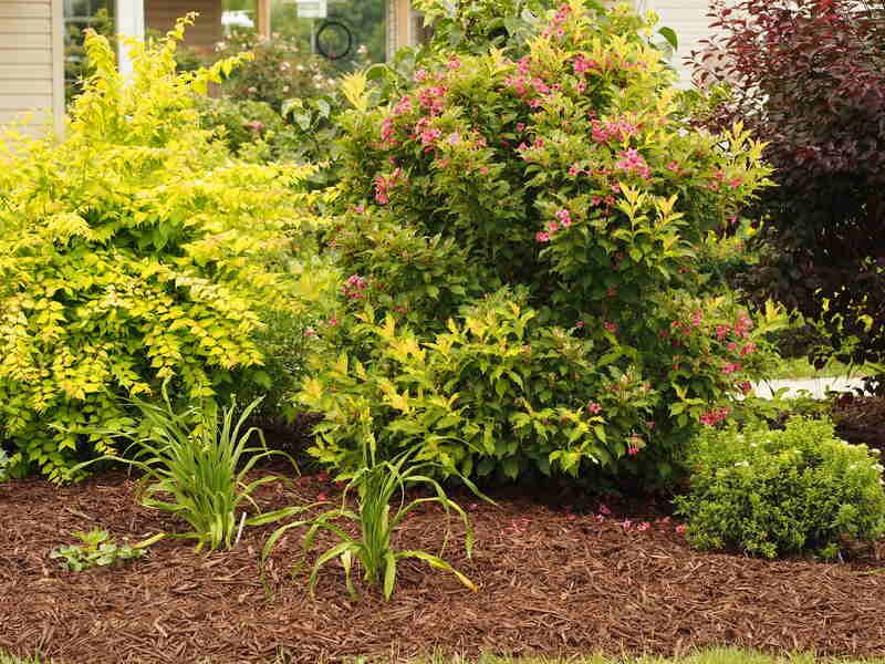 Do not confuse a boundary strip with deep planting-bed mulch
