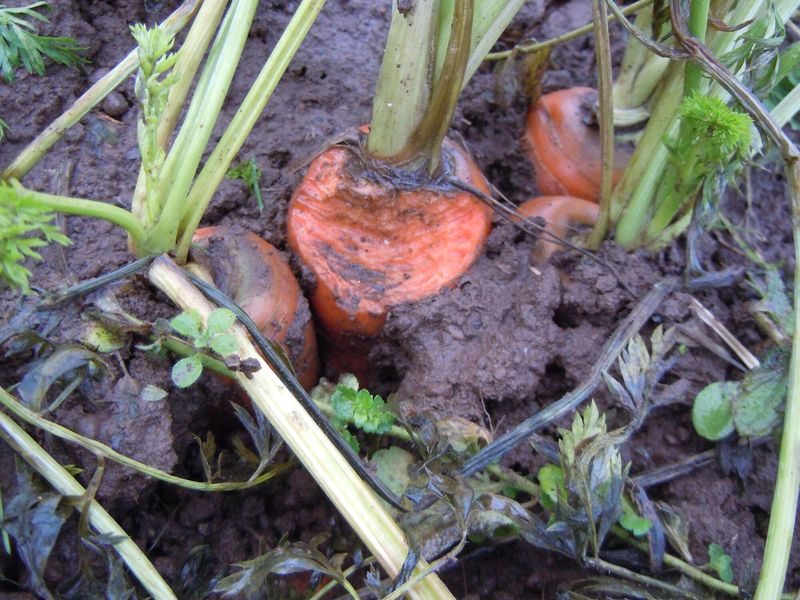 Do not confuse overwintering with first-season soil trouble